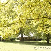 Autumn landscape at Injisuthi Camp with golden foliage and mountain views in uKhahlamba-Drakensberg Park, South Africa