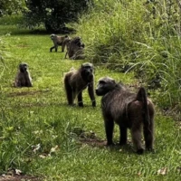Baboons near Injisuthi Camp in uKhahlamba-Drakensberg Park, often seen roaming the area and interacting with the natural environment