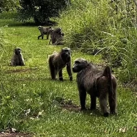 Baboons near Injisuthi Camp in uKhahlamba-Drakensberg Park, often seen roaming the area and interacting with the natural environment