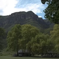 Forest near Injisuthi Camp with indigenous trees and shaded walking trails in uKhahlamba-Drakensberg Park, South Africa