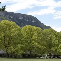 Tree-lined pathway at Injisuthi Camp surrounded by lush greenery and mountain scenery in uKhahlamba-Drakensberg Park, South Africa