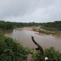 View of the Usuthu River flowing through Ndumo Game Reserve, surrounded by lush vegetation and rich birdlife in KwaZulu-Natal, South Africa